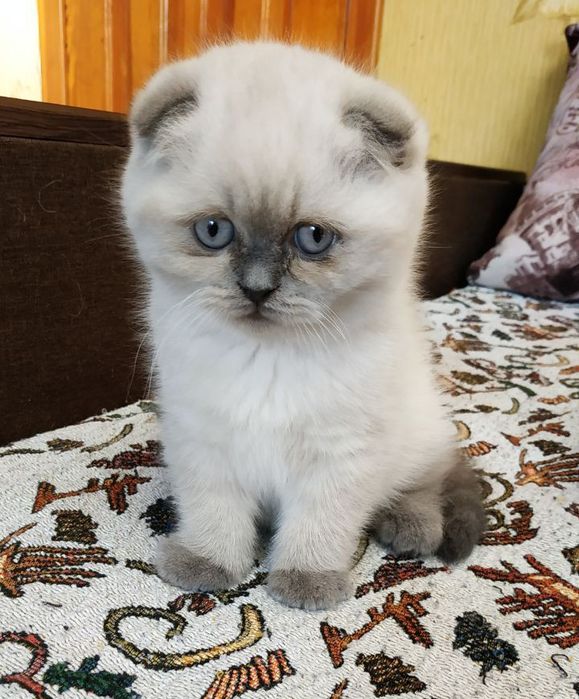 Чистокровна шотландська киця