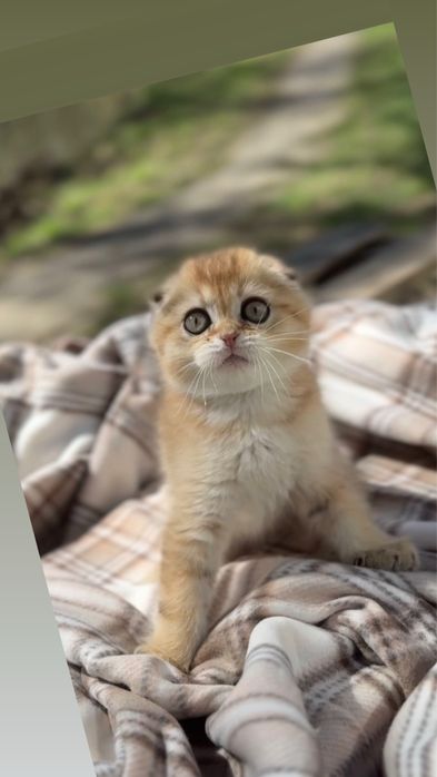 Маленькі плюшеві Scottish Fold кошенята два
