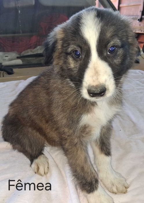 Cães bebés para adoção