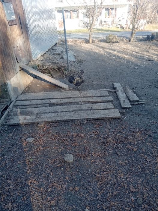 Sprzedam koguta z tamtego roku