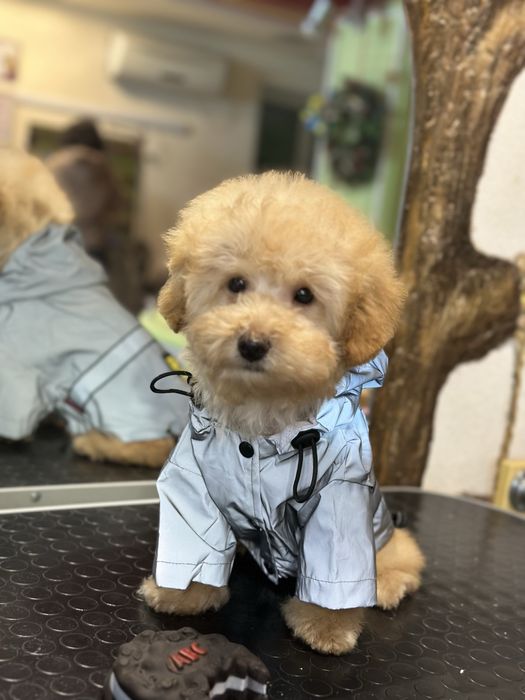 Той пудель мальчик подросток