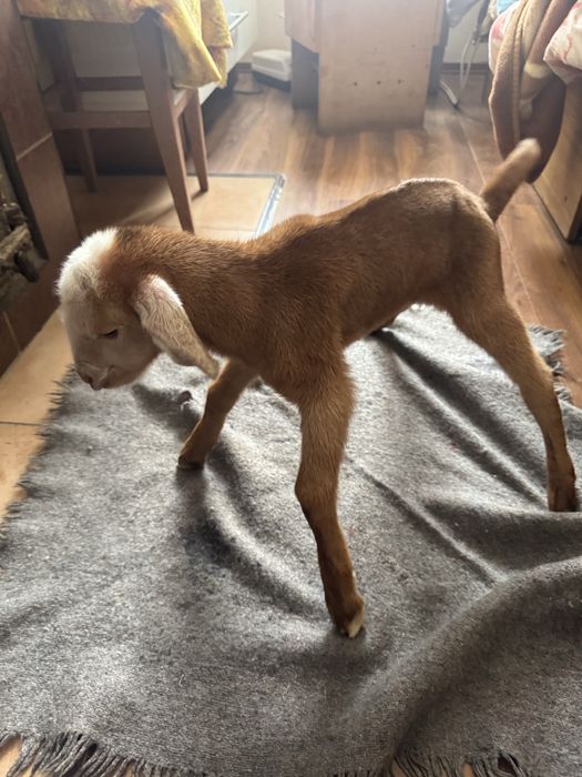 Продам. Нубійский козел.