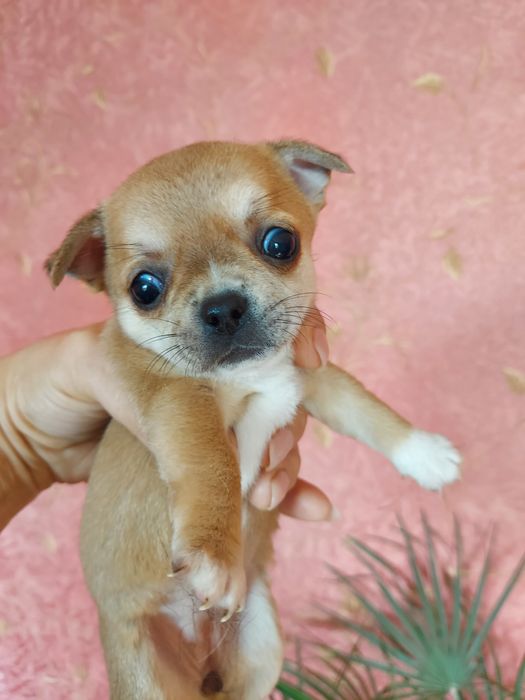 Дівчинка-намистинка