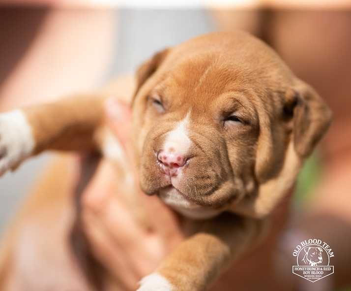 szczeniak Pit Bull APBT import Balkany / USA