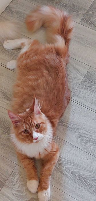 Kot Maine Coon rodowód FPL