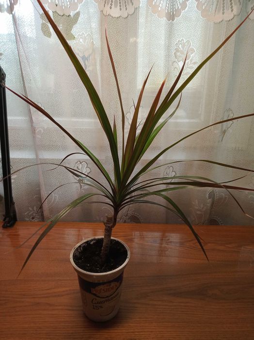 Драцена 95 см и 65 см