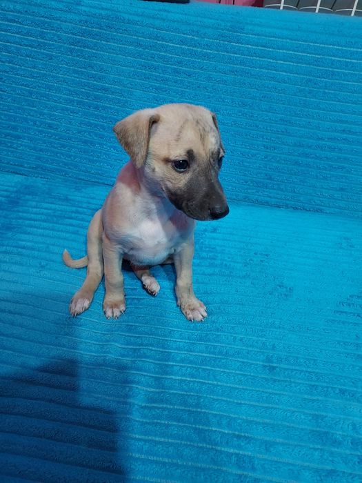 Chart Angielski Whippet suczka