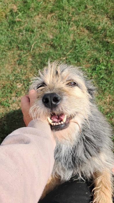 Pokochaj Siwego - nie pozwól umrzeć mu w schronisku