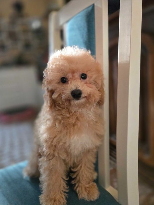 Pudel toy red suka do odbioru