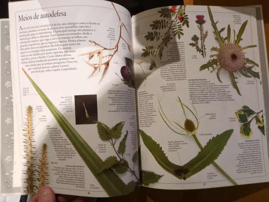 Plantas texto de David Burnie da Editora Verbo
