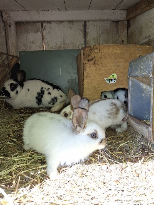 Sprzedam samice z młodymi