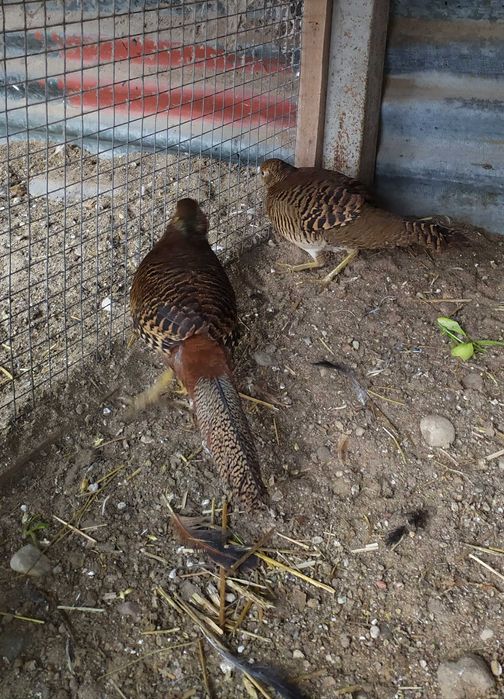 Bażanty złociste, młode -samc