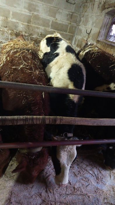 Jałówki do dalszego chowu