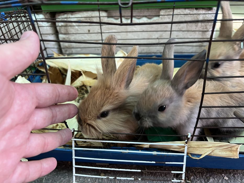 Кролики КАРЛИКОВЫЕ | Все для домашних животных