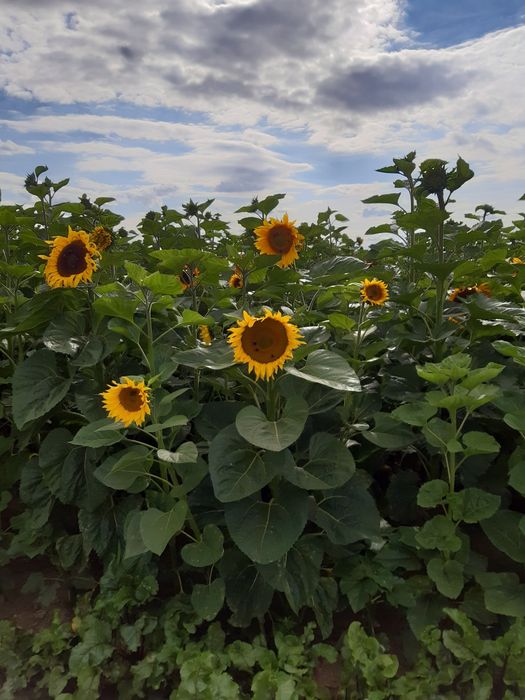 Nasiona słonecznika na kwiaty