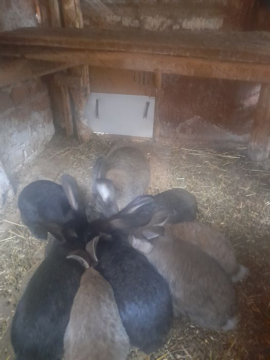 Продам   самички