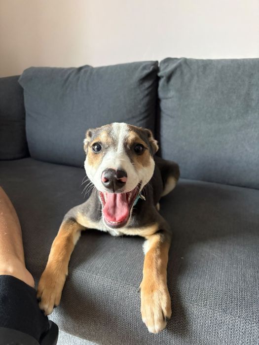 Taro – miał dom przez dwa dni. Potem wrócił za kraty! Adopcja dt