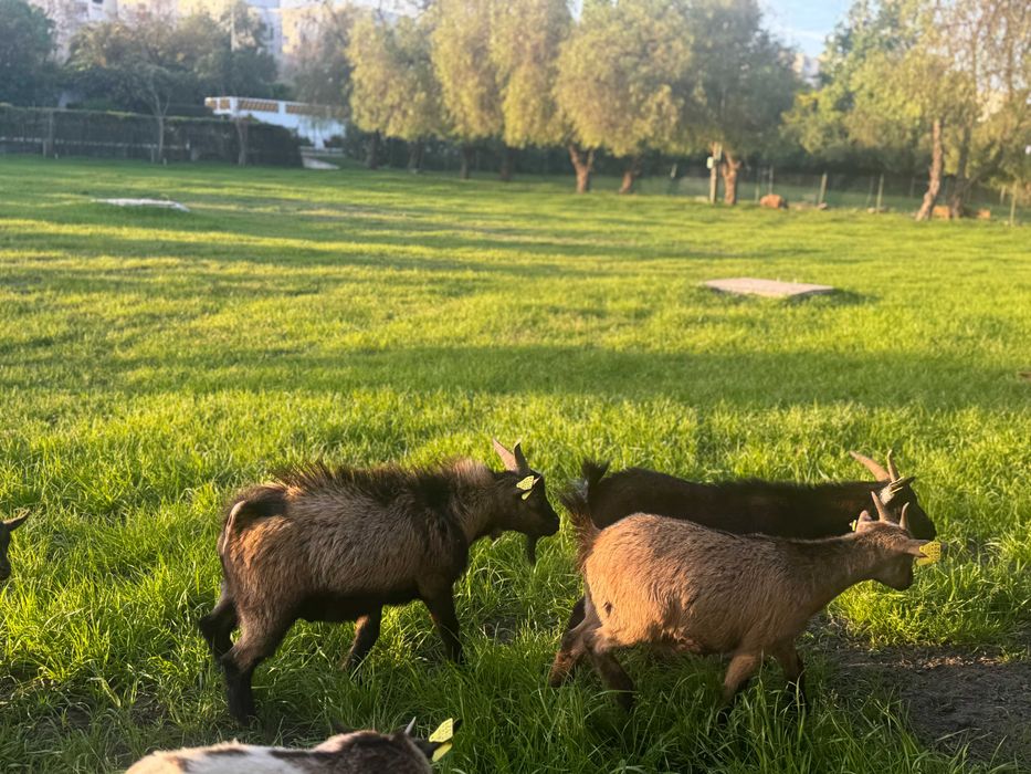 Cabras Anãs Évora