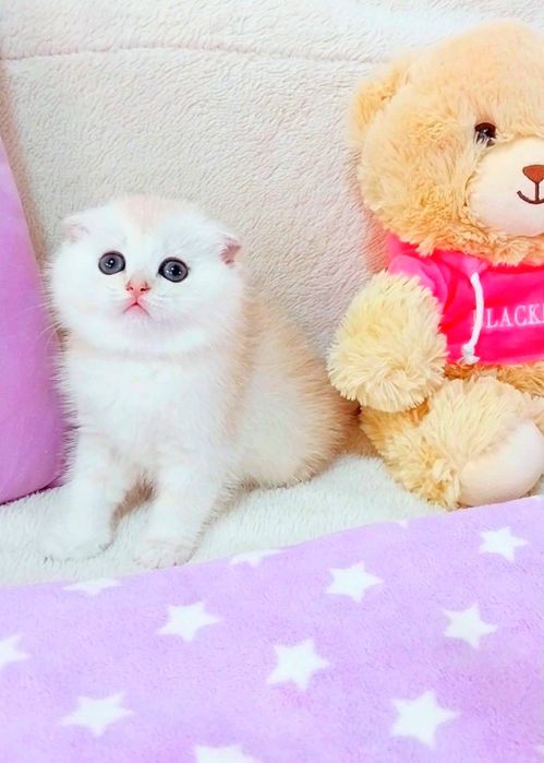 Сама нежность зеленоглазый котёночек шиншиллка