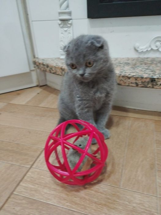 Scottish Fold macho