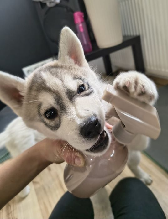 Piesek z heterochromią Siberian Husky  szczeniak zkwp fci