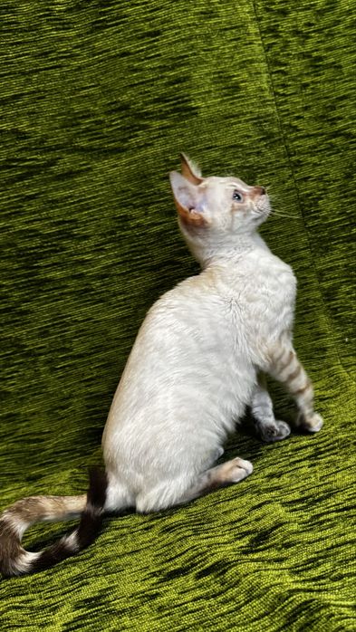 Бенгальські кошенята