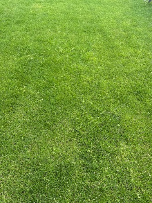Trawa z rolki premium