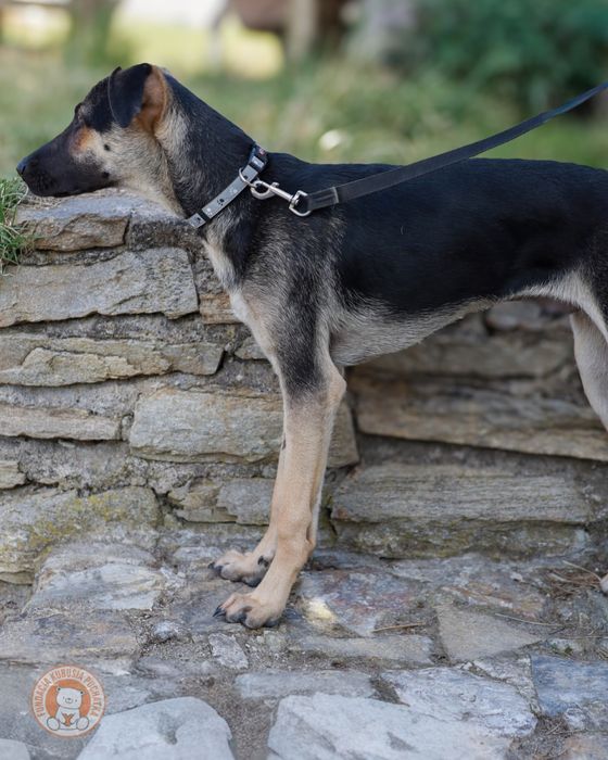 Ciastek – młody, energiczny pies do adopcji - Wrocław
