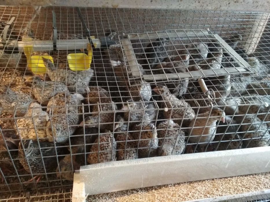 Przepiórki bojler kurki/ koguty BRAK WYSYŁEK!!!