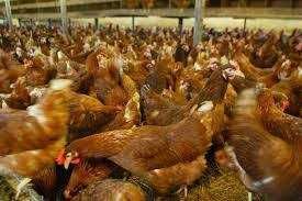 Kury Nioski Rosa Messa Leghorn.Kurki z jajkiem prosto od Hodowcy.DOWÓZ