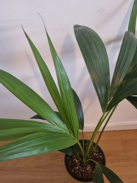Palmeira Kentia em vaso