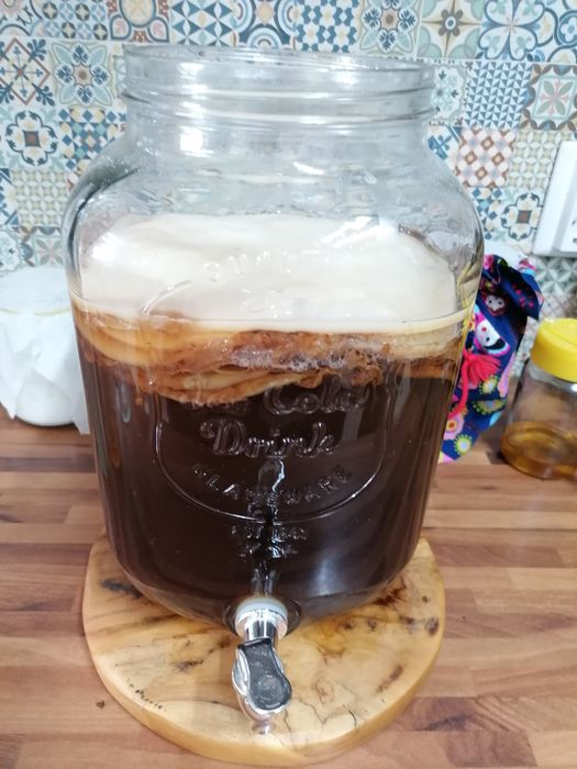 Kombucha - Scoby