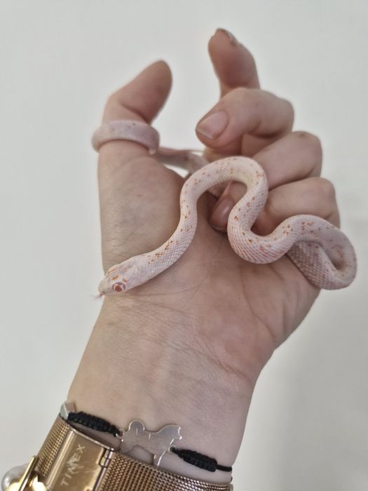 Wąż zbożowy Amel Palemetto