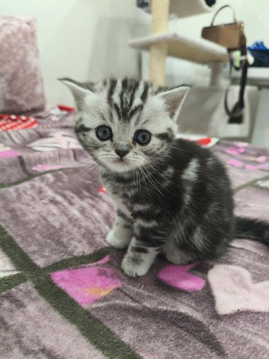 Котики шотландські