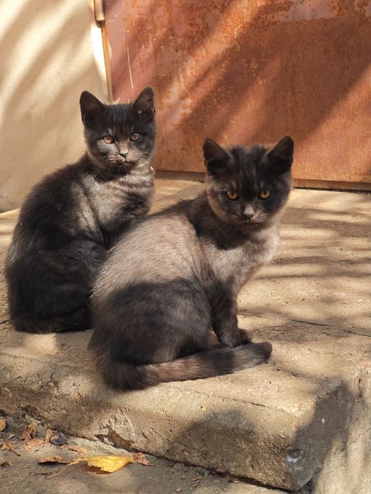 Котенок мальчик красавчик