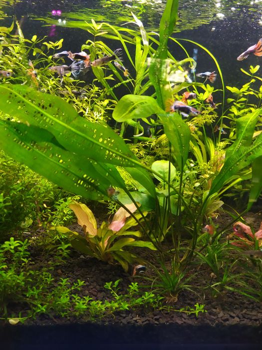 Рослини в акваріум