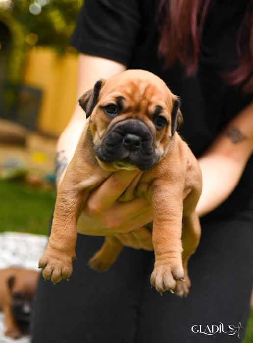 miot S Buldog Kontynentalny ZKwP/FCI suka SHELMA