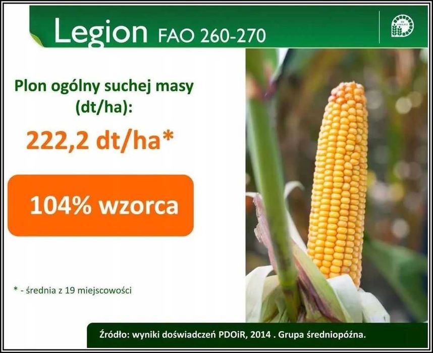 Kukurydza LEGION - Sprawdzona Wierna Odmiana Nasiona Kukurydzy Smolice