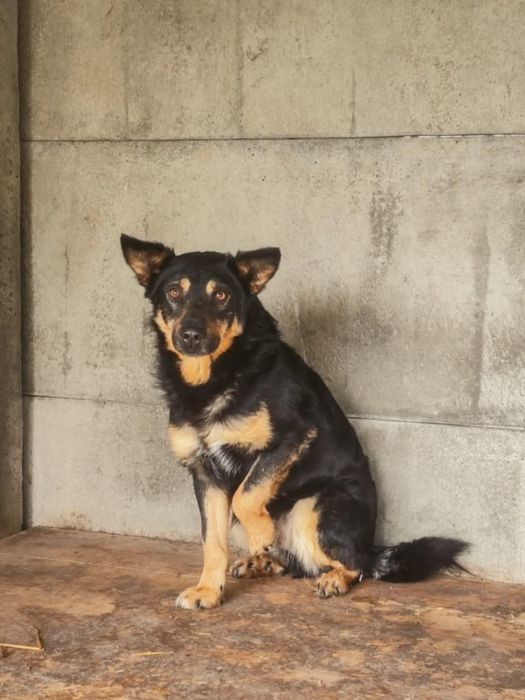 Pomocy! Hektor nadal bez domu