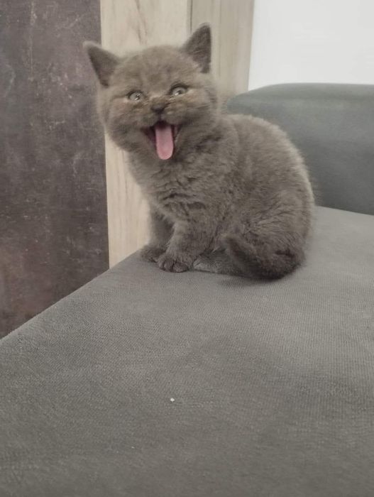 Gato scottish straight e fold