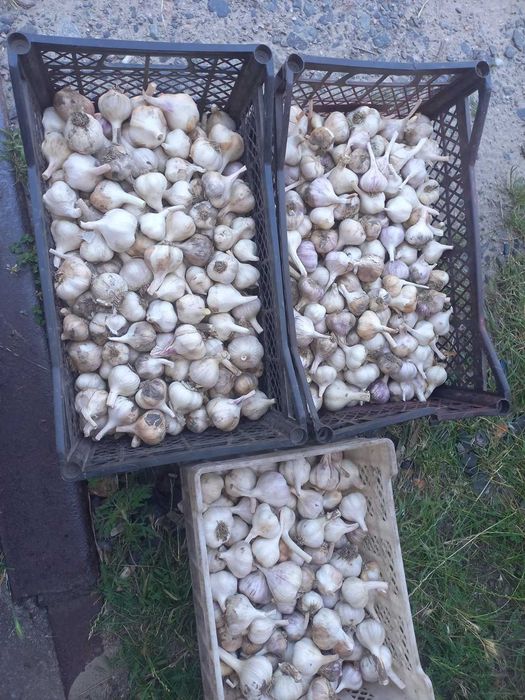 Чясник Месідор 2025