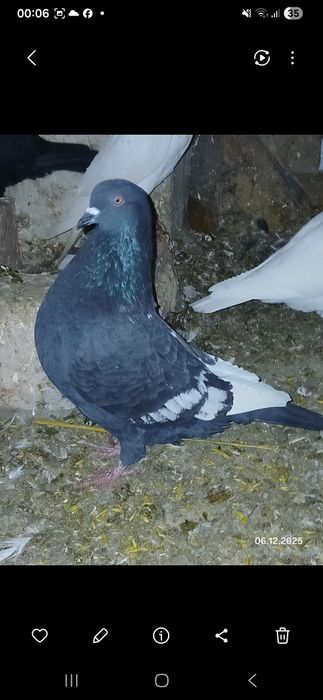 Witam mam na sprzedaż,dwa samce rysia czarny  i wywrotek czarny