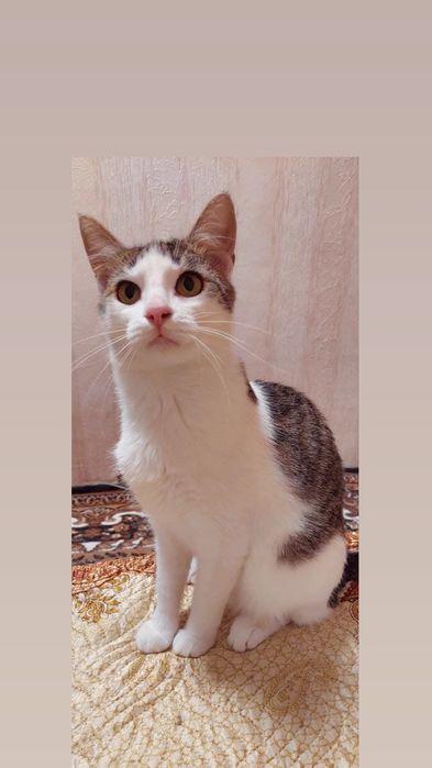 Отдам полосатого кота, 1,5 года, кастрирован