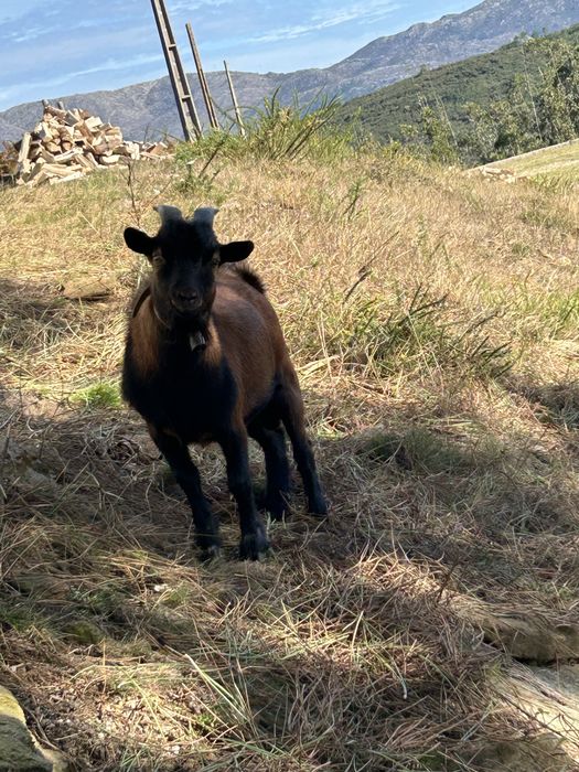 Cabrito anao completo