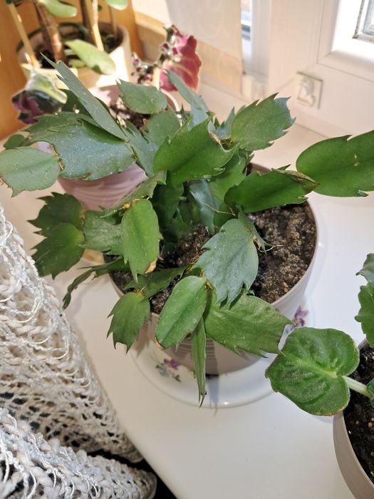 Продам Шлюмбергер. Вже розсаджений, з добре укорінення системою.