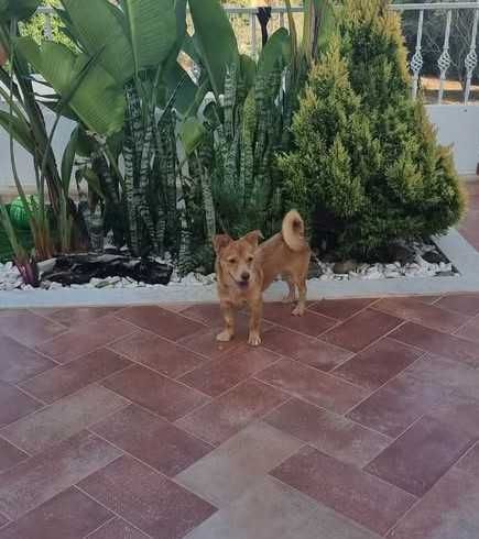 Jimmy, Cão 8 meses porte pequeno para adoção