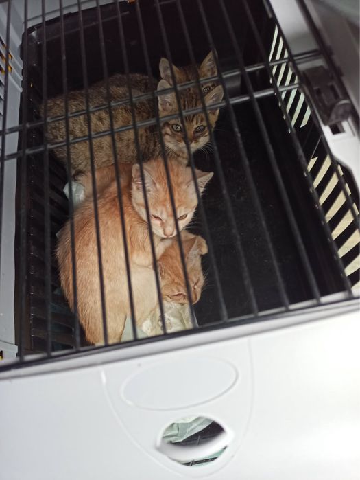 Kotki z koniecboru do adopcji