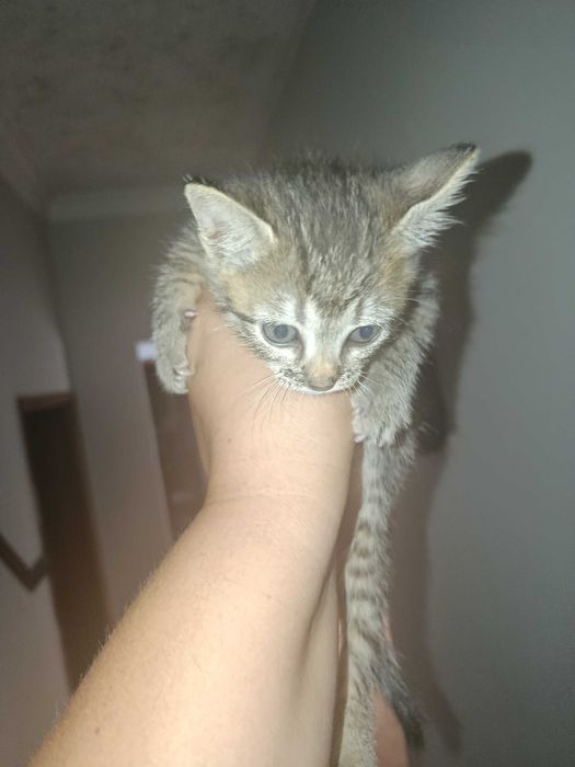 Animais gato dou na charneca da Caparica