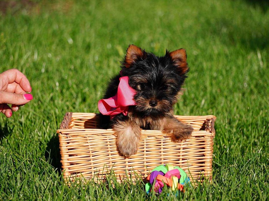 Ваш найкращий друг – цуценя йорка з серцем, повним любові