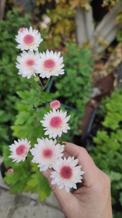 Хризантема 2 сорта.